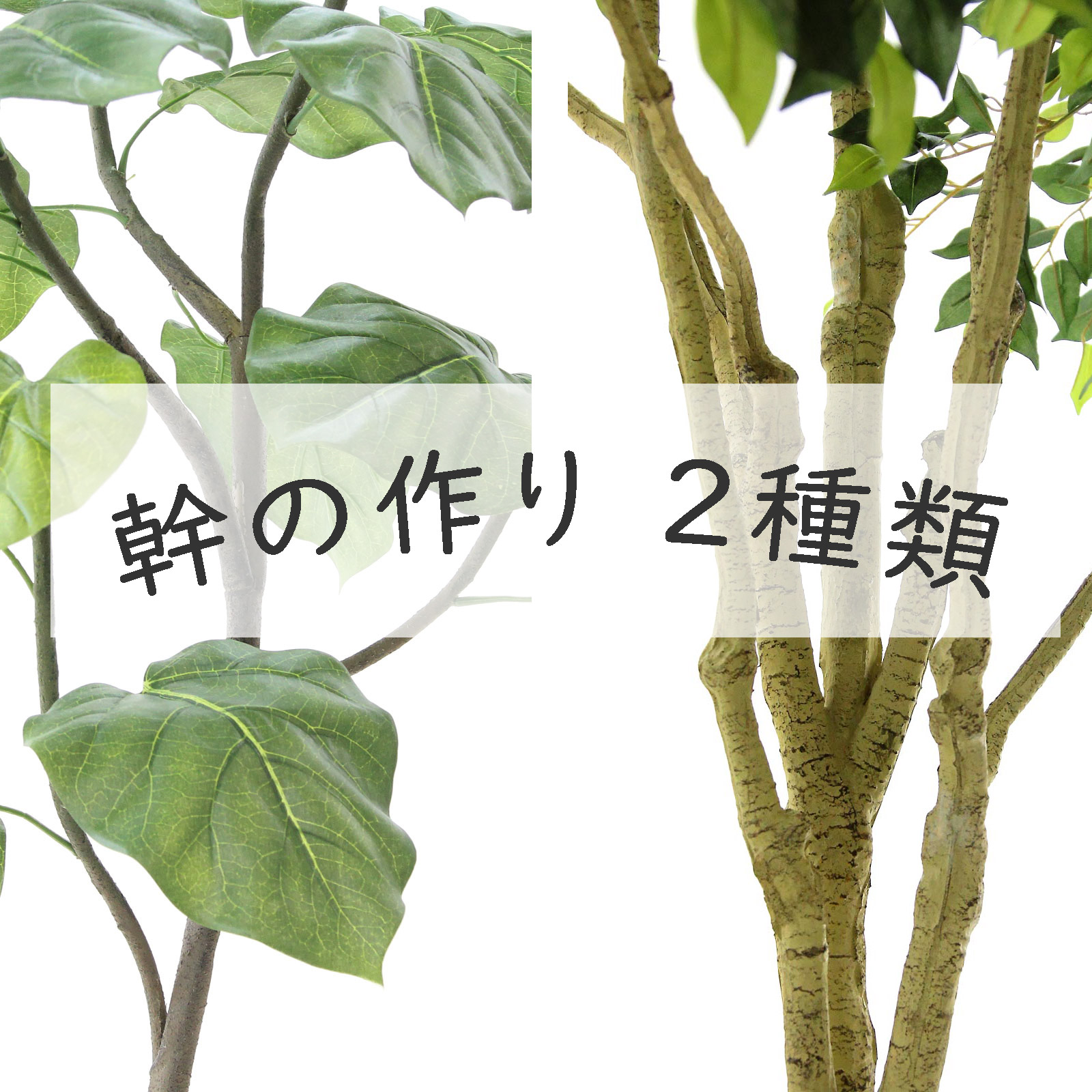 幹長130cm（鉢高除く）【新芽旺盛•太木】オリーブ