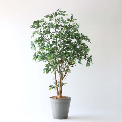 定番として選ばれる｜ベンジャミンのあるインテリア