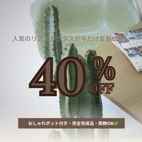 【今だけ会員限定！リアルなサボテンが40％OFF🌵】