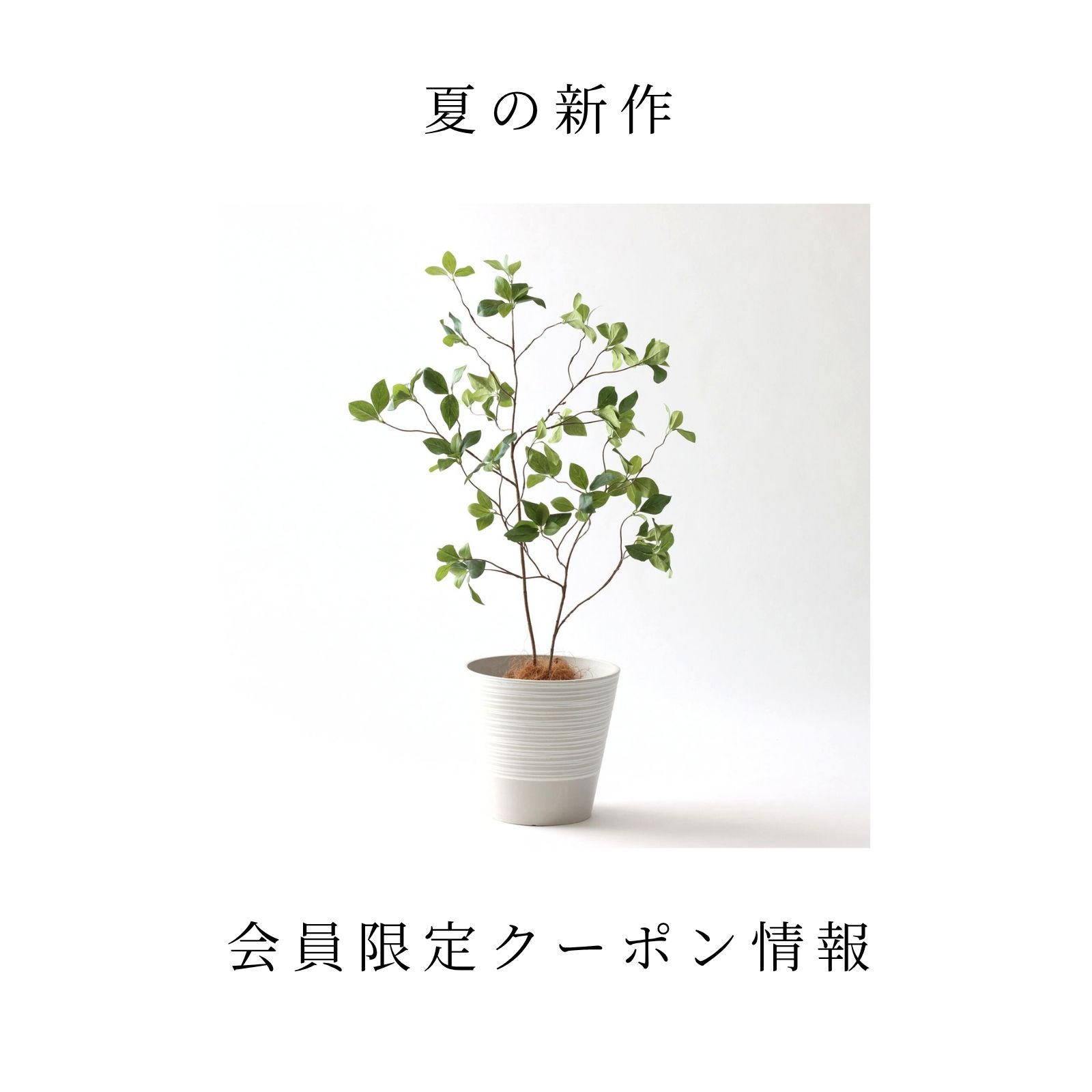 夏の新作＆会員限定クーポン情報