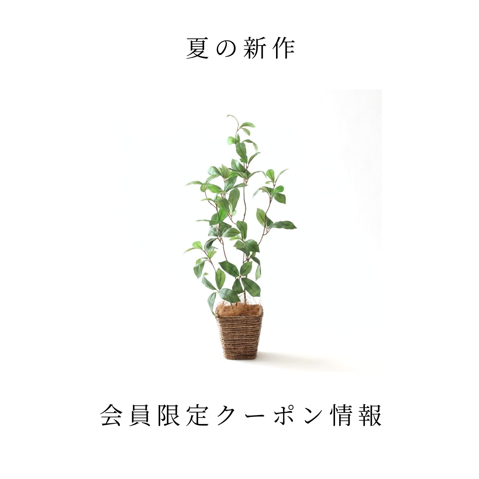 夏の新作＆会員限定クーポン情報