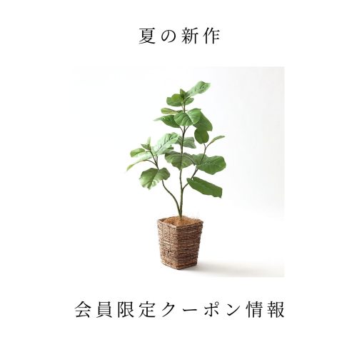 夏の新作＆会員限定クーポン情報