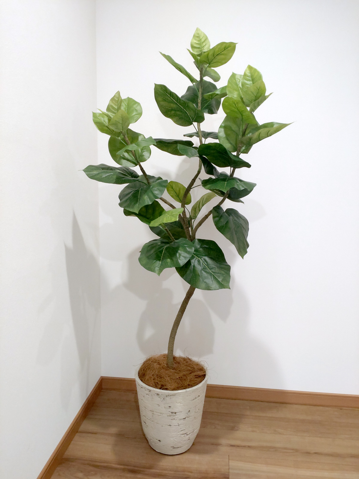 ベンジャミン（フィカス） | プレミアム光触媒フェイクグリーン