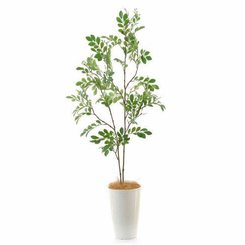 軽やかに整う。シマトネリコのあるインテリア