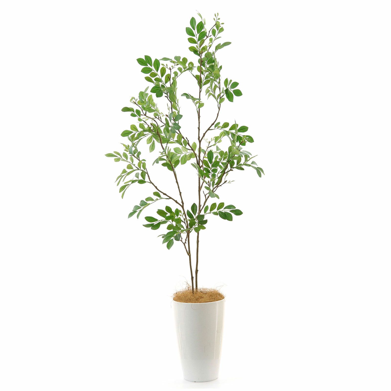 軽やかに整う。シマトネリコのあるインテリア