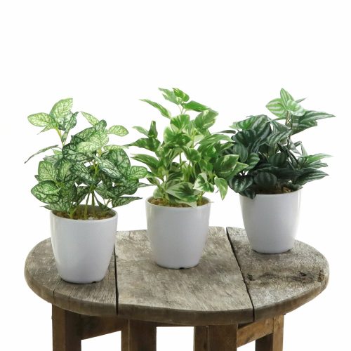 卓上サイズのグリーン、どこに置く？