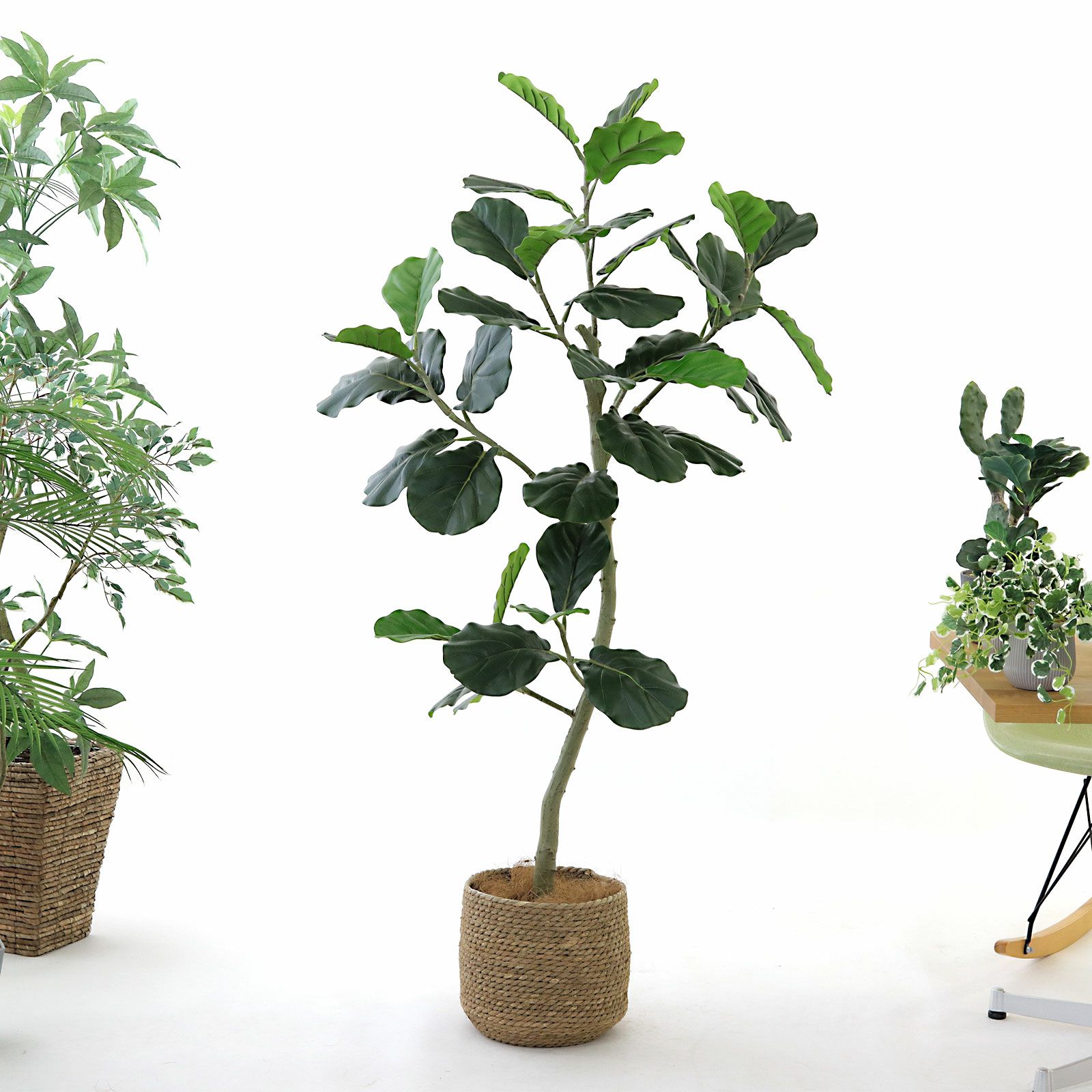 空間を引き締める、ゴムの木という存在