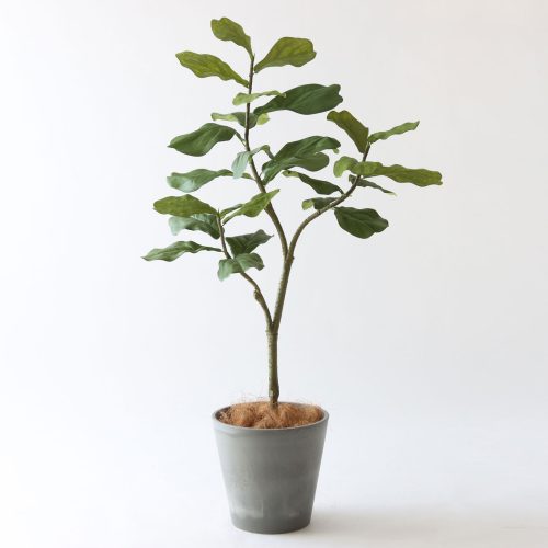 空間を引き締める｜ゴムの木のあるインテリア