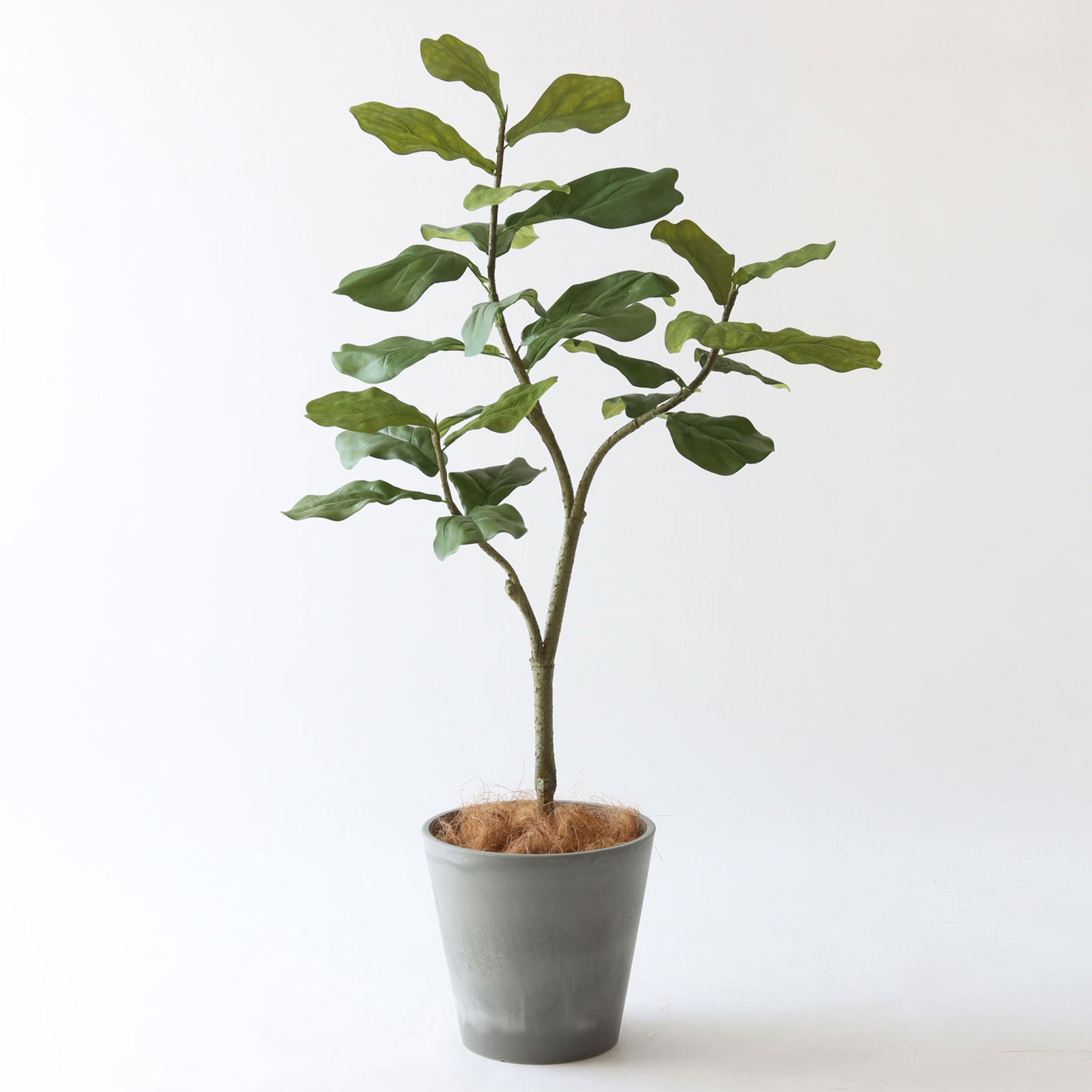 空間を引き締める｜ゴムの木のあるインテリア