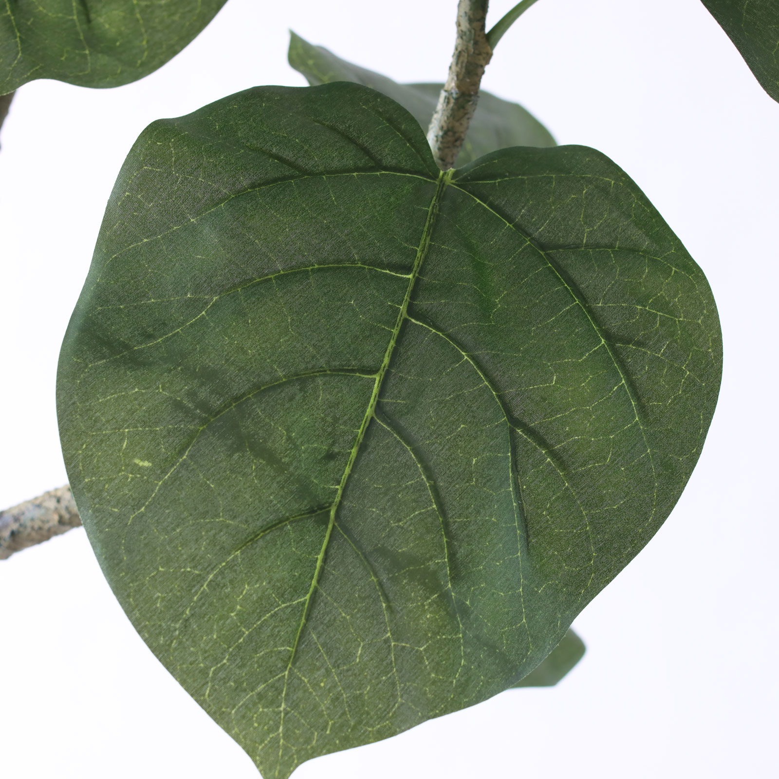 ウンベラータのイメージ