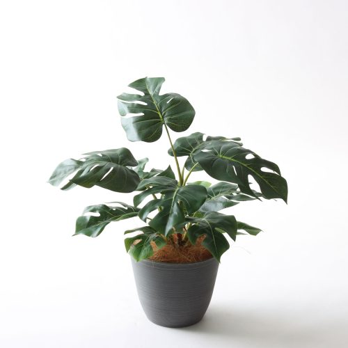 カポック（シェフレラ） | プレミアム光触媒フェイクグリーン 造花