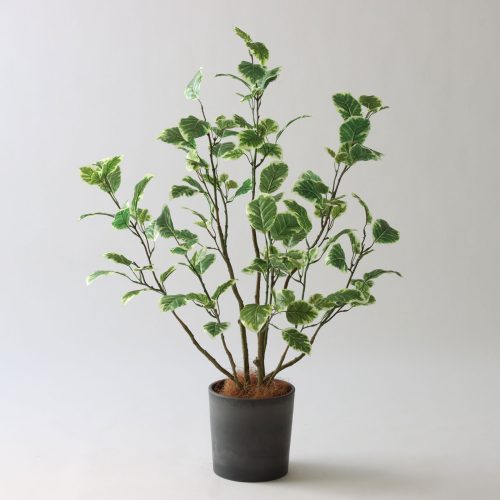 和室にグリーンを取り入れるなら🌿