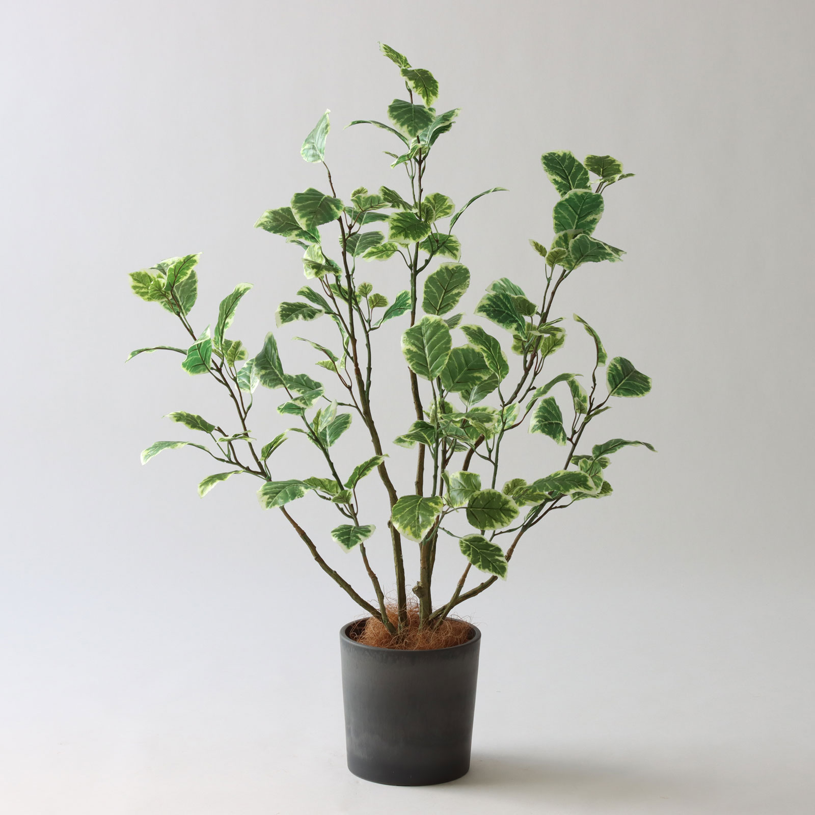 和室にグリーンを取り入れるなら🌿