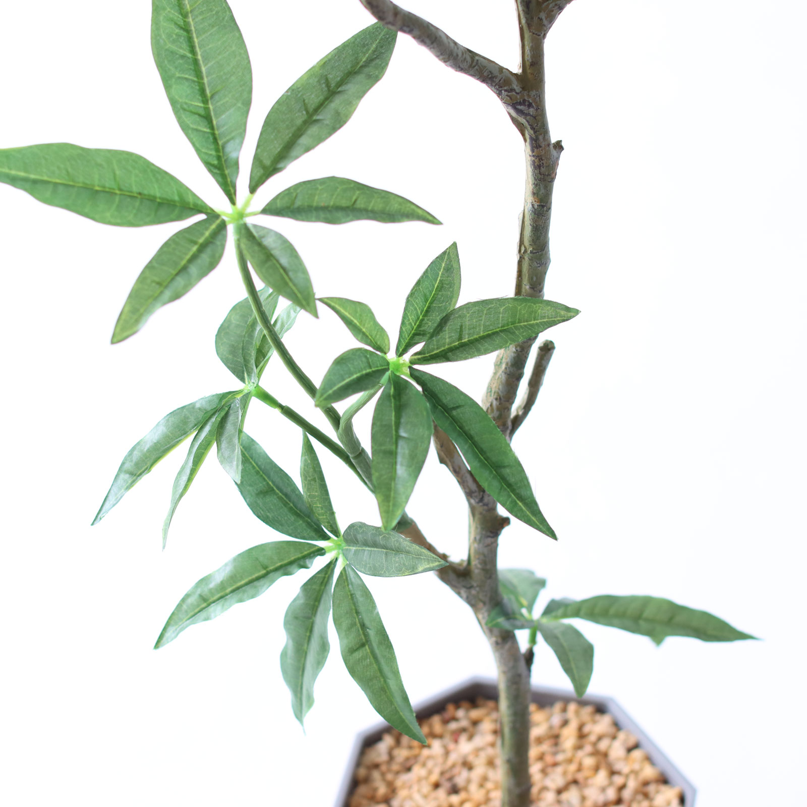 空間になじむパキラ