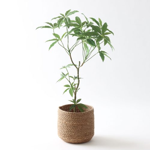 パキラを、暮らしの中に取り入れるということ