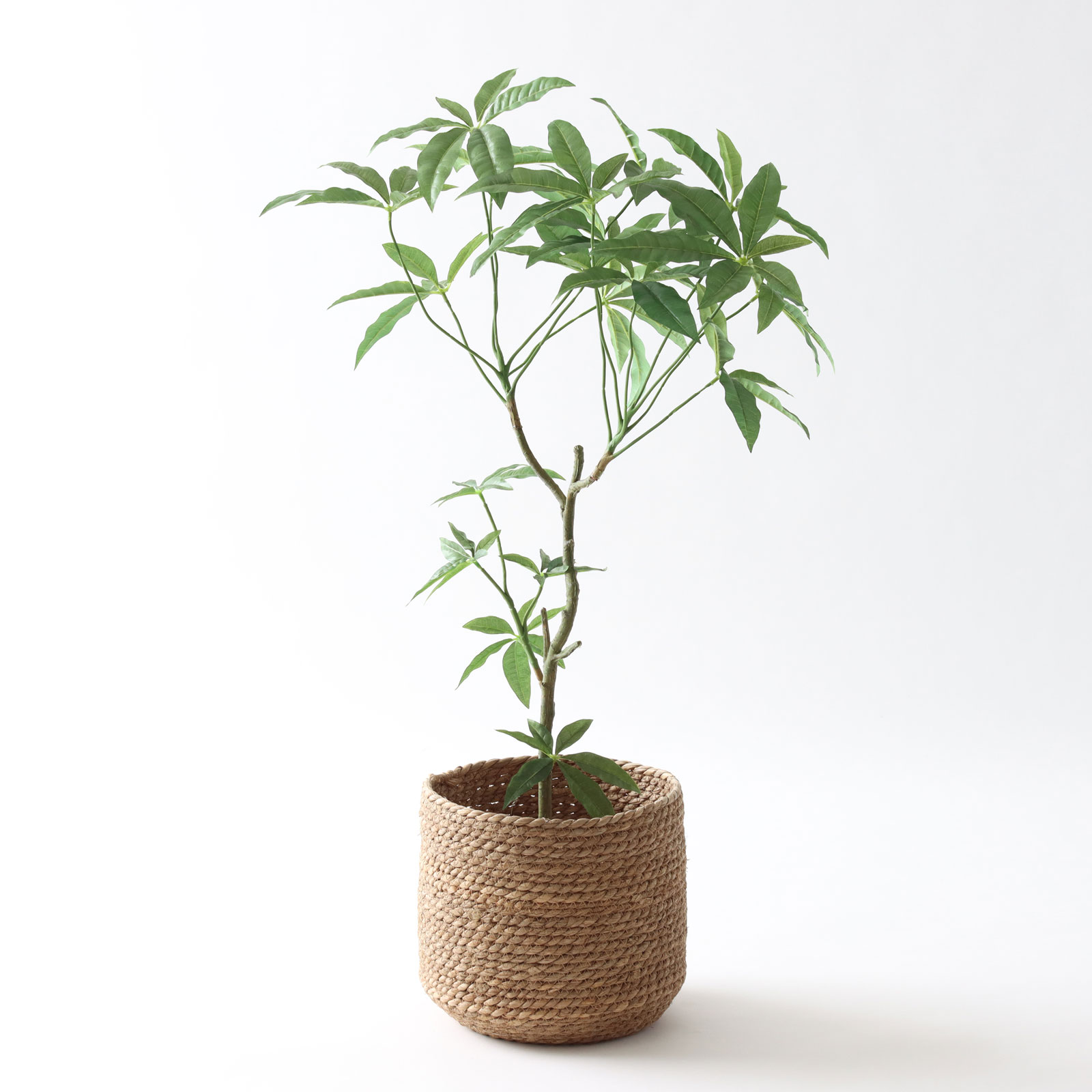 パキラを、暮らしの中に取り入れるということ