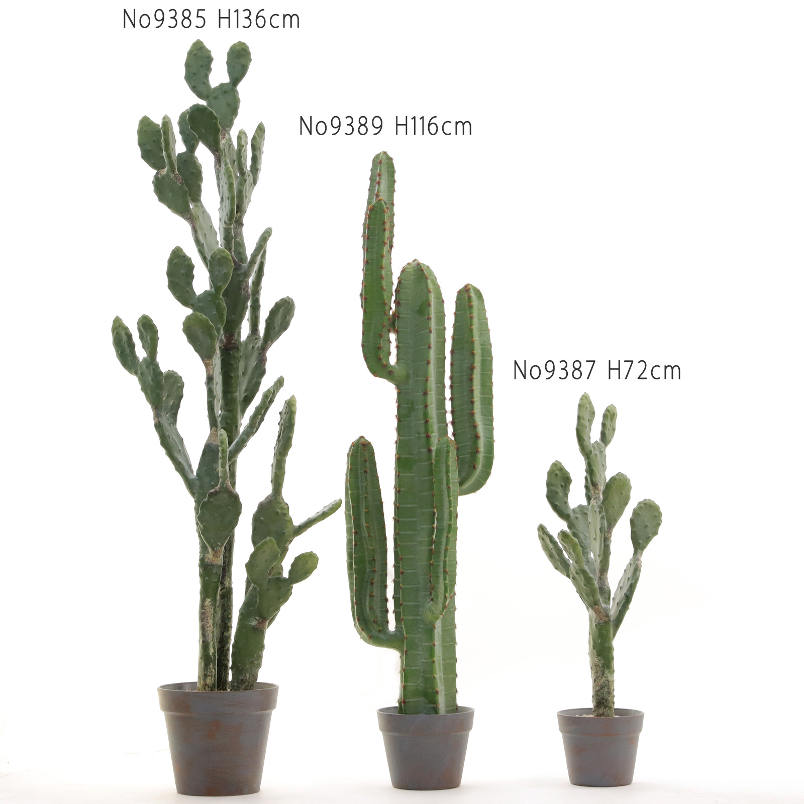 サイズ別サボテン3種類
