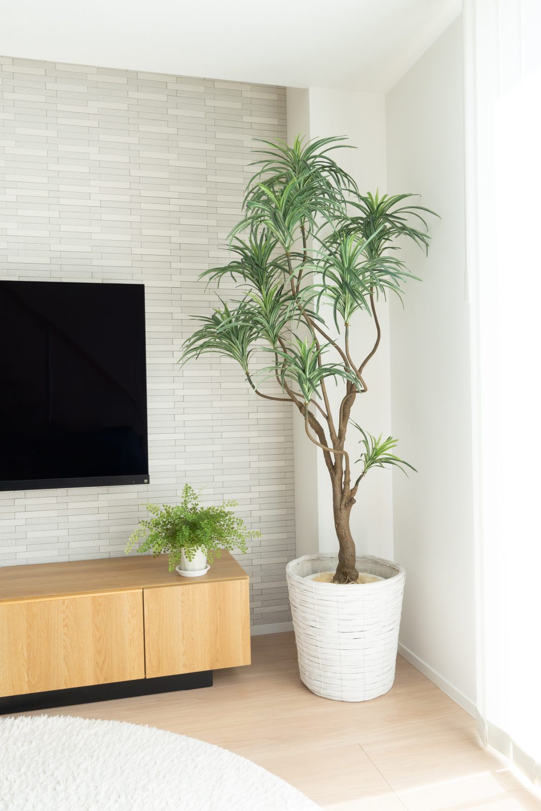 ドラセナでつくる、すっきり大人のグリーンインテリア