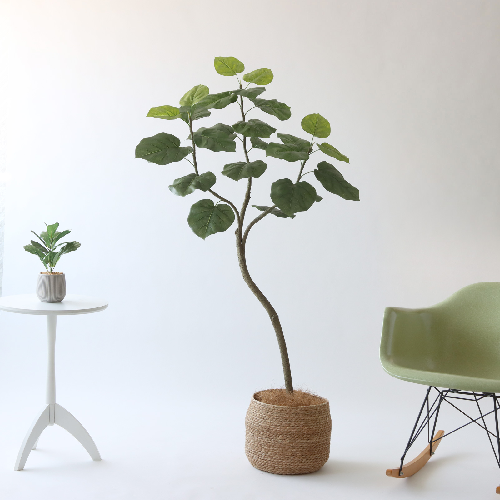 ウンベラータとは？多くの人に選ばれる理由