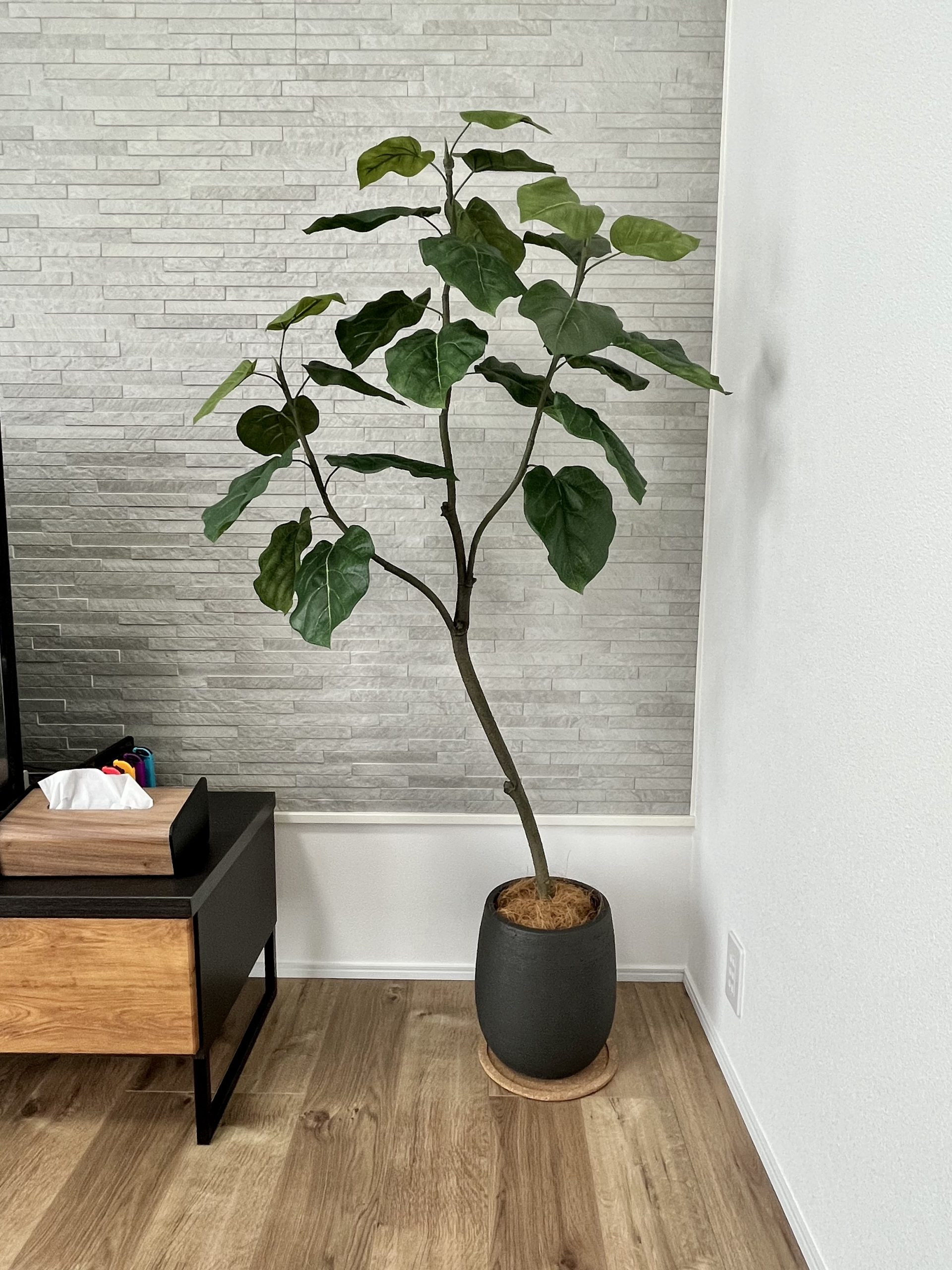 ウンベラータの葉の印象