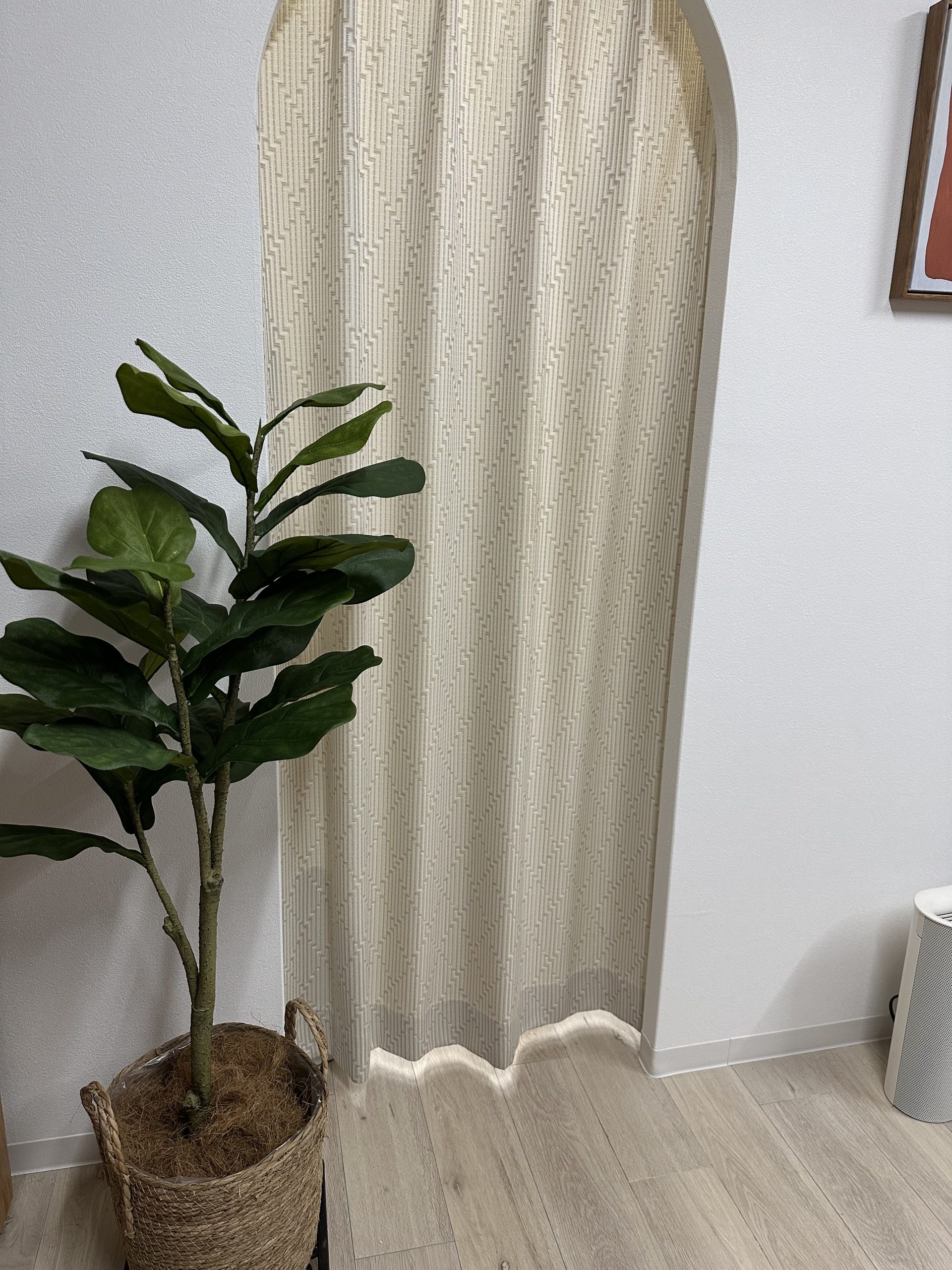 ゴムの木 サイズ比較