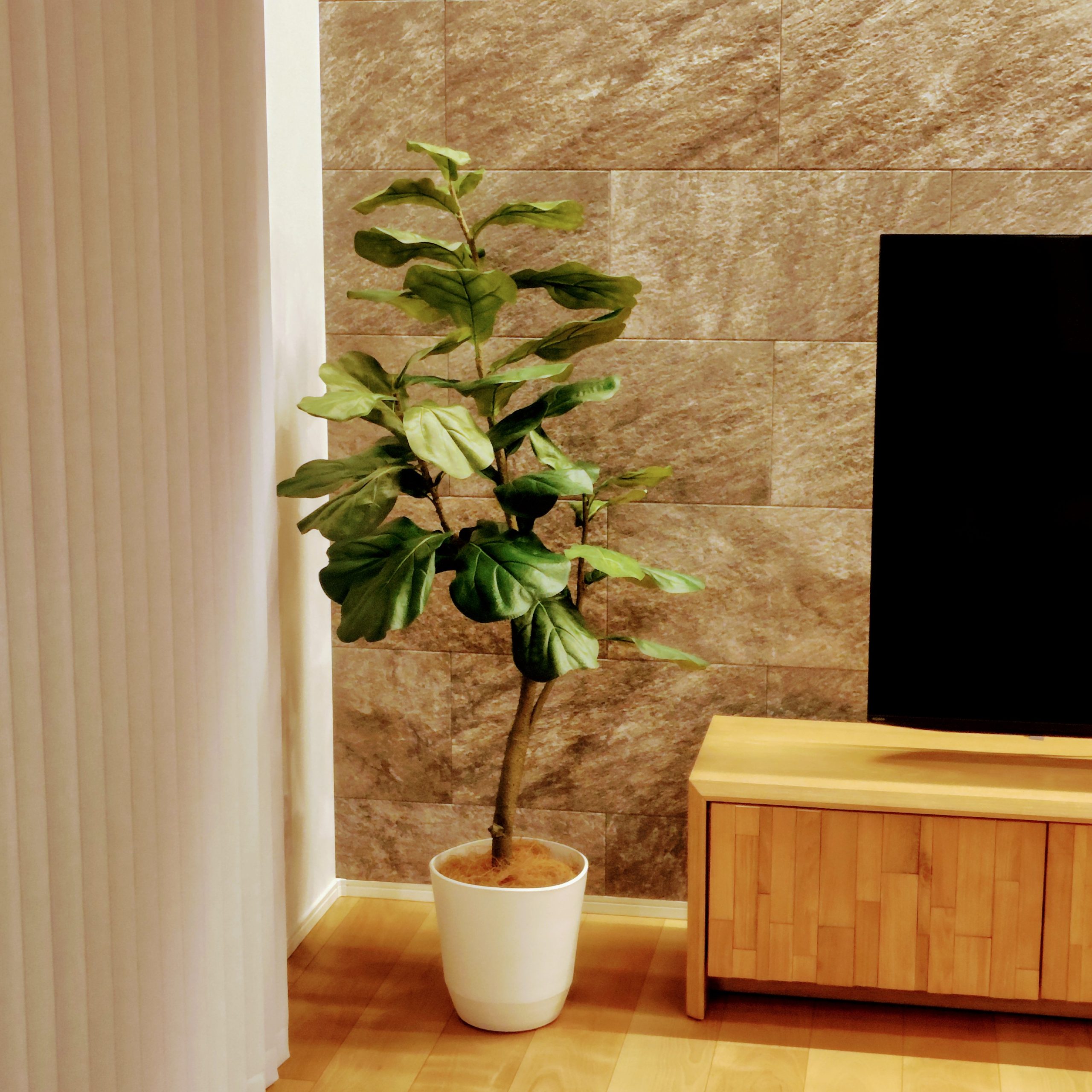 ゴムの木 フェイクグリーン インテリア