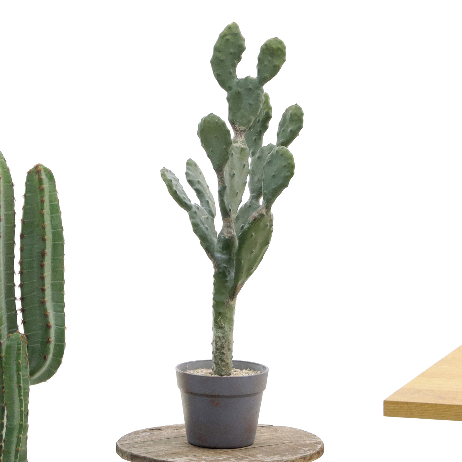 サボテンが人気の理由