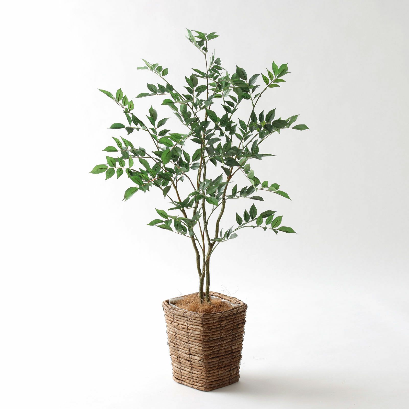 空間が一気に洗練される｜ベンジャミンの魅力