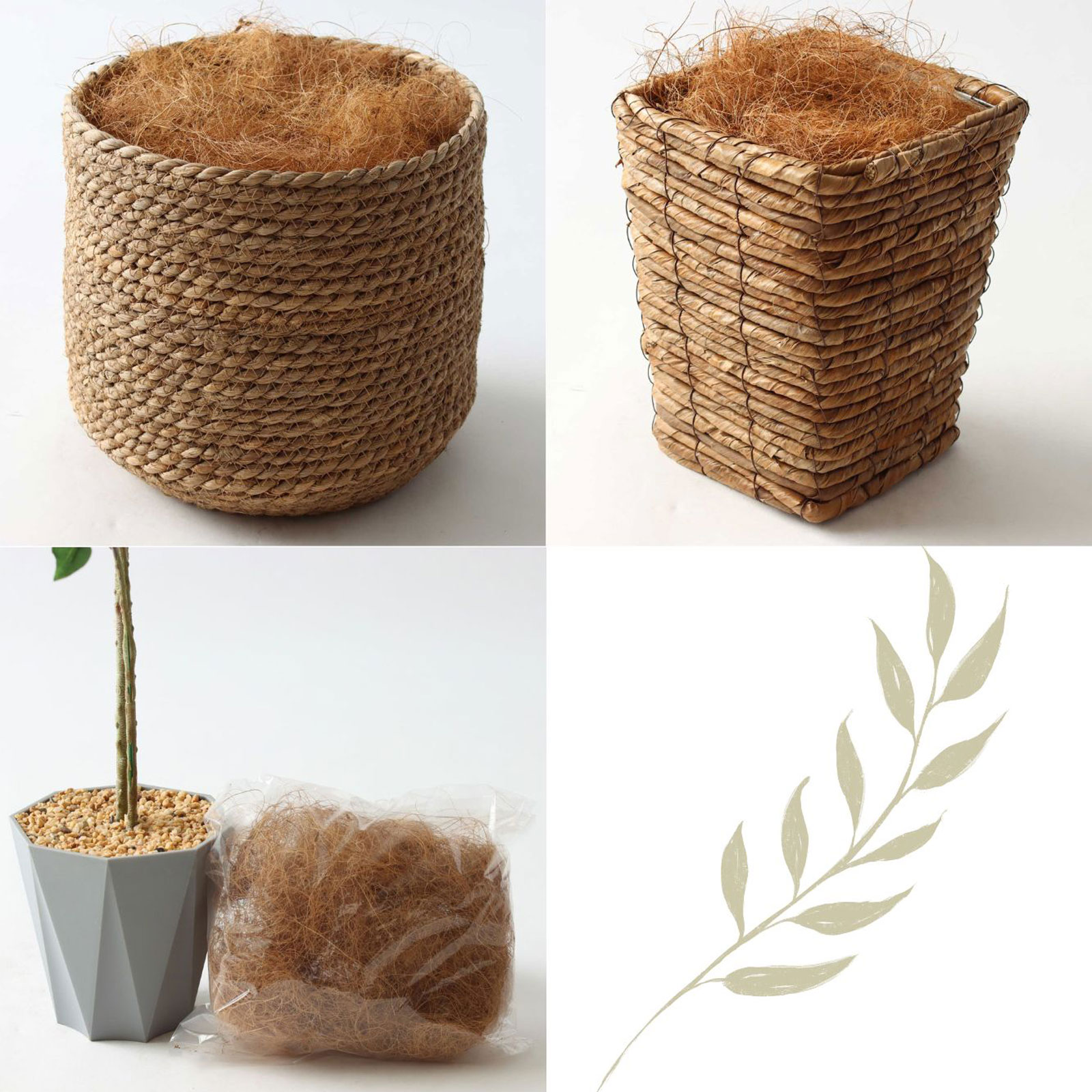 インドゴムノキ 鉢カバーオプション