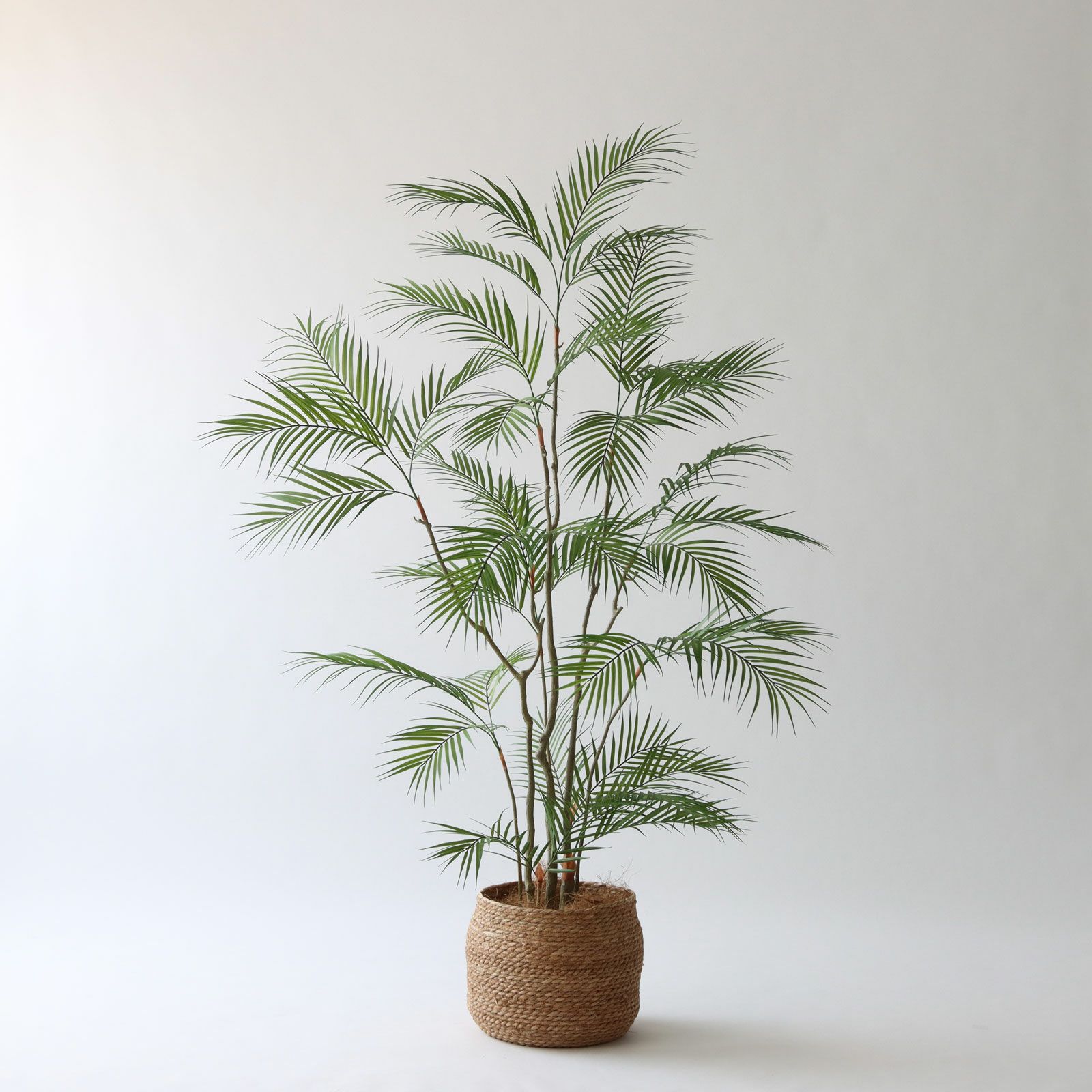 しなやかな葉のラインが映える、新作アレカパーム