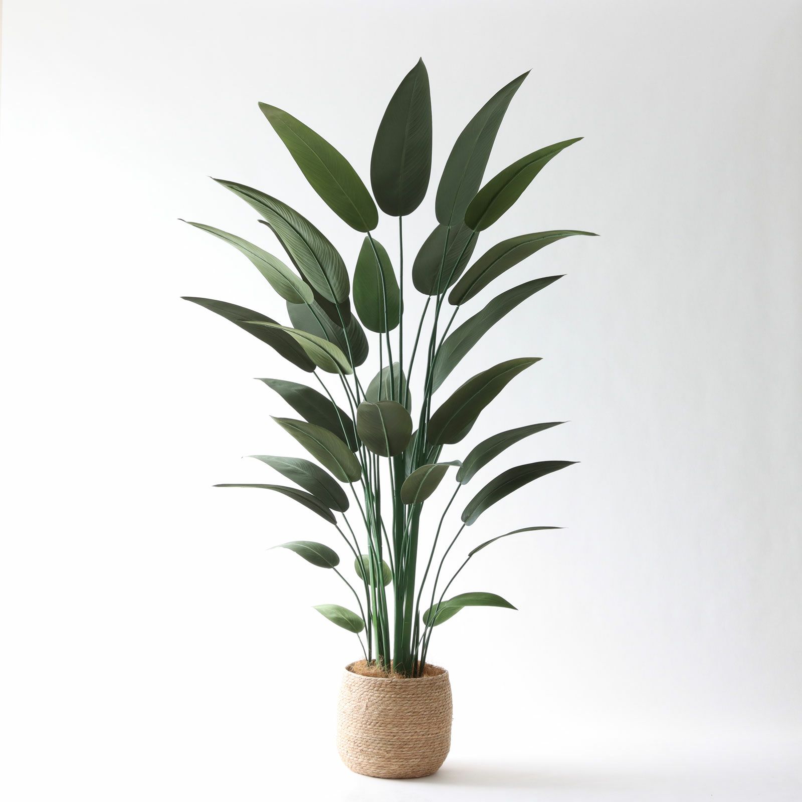 新作ストレリチア・レギネ｜直線美が際立つシャープな存在感🌿