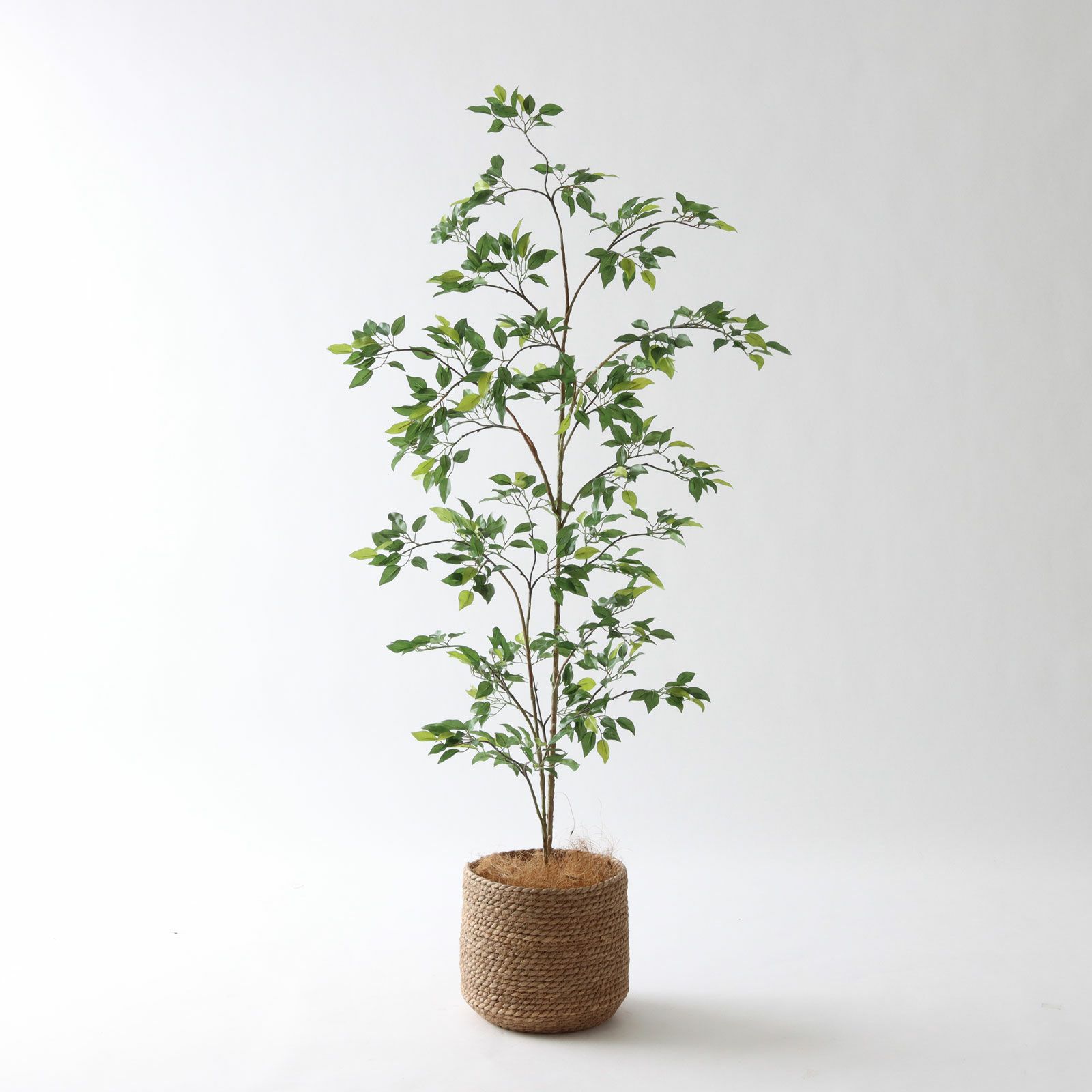 軽やかな葉ぶりで空間を整える｜新作ベンジャミン