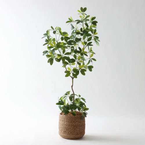 コーヒーの木 | プレミアム光触媒フェイクグリーン 造花ドットコム