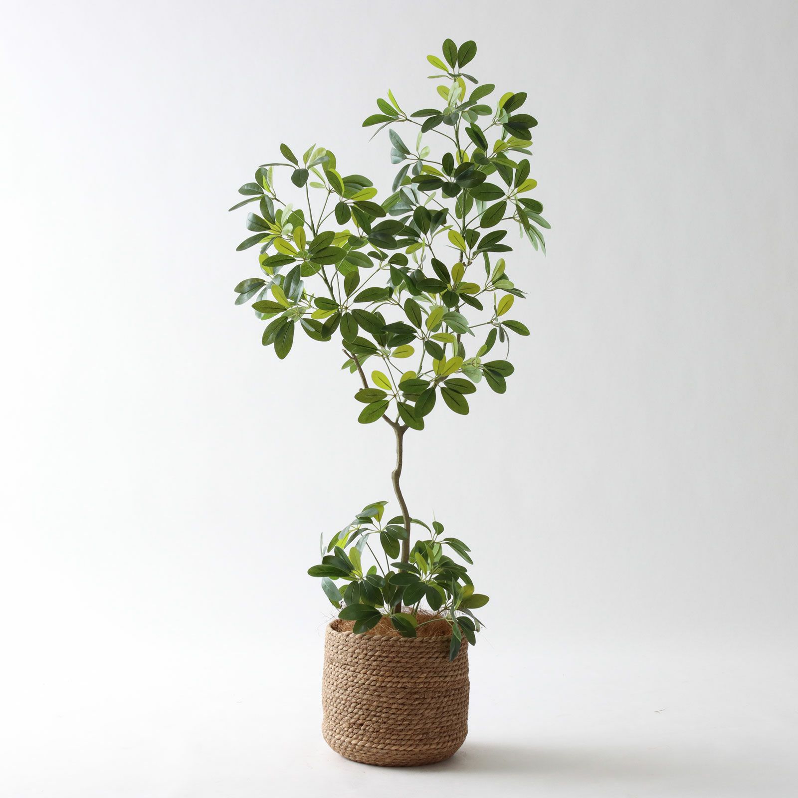 可憐な丸葉と上品な幹立ち｜新作シェフレラ・カポック