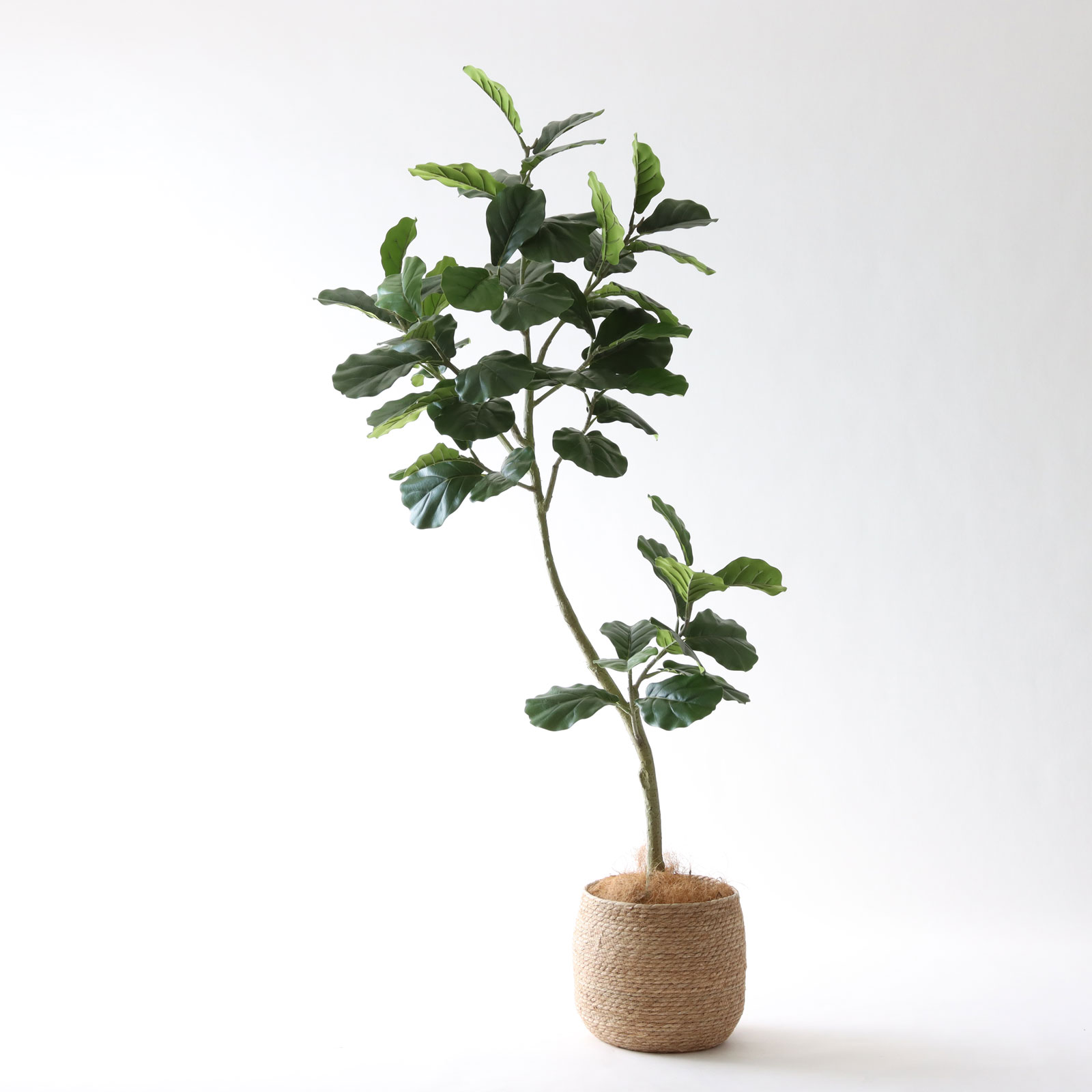 新作フィドルリーフの魅力｜肉厚な葉と美しい幹🌿