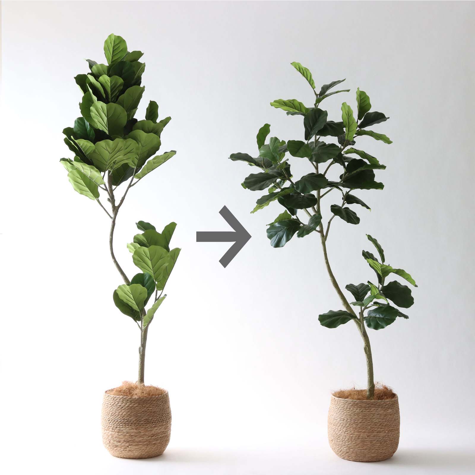 フィドルリーフ 幹のライン