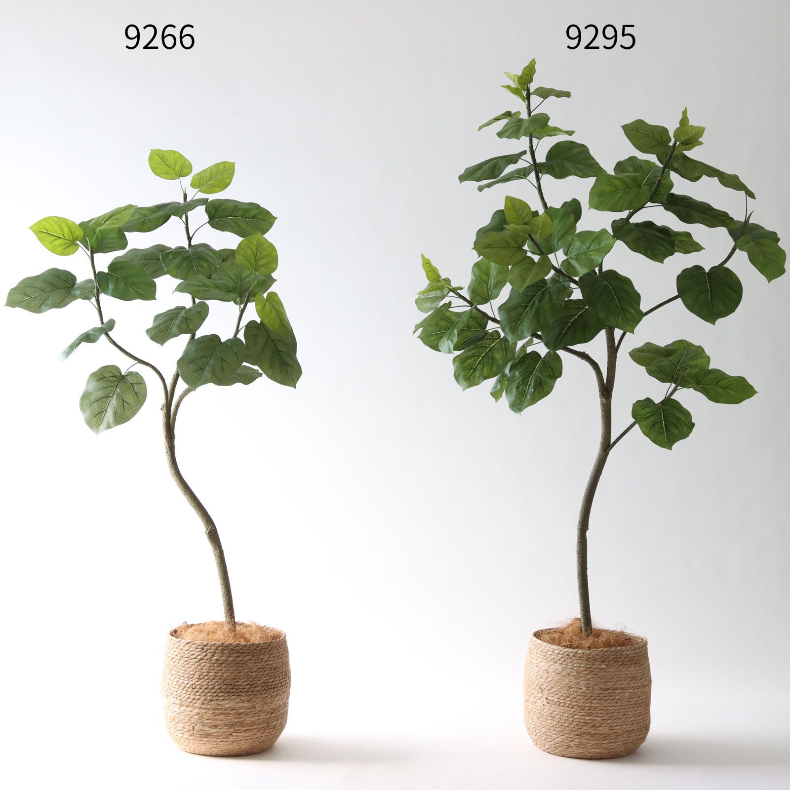 ウンベラータ 183cmと150cm サイズ比較