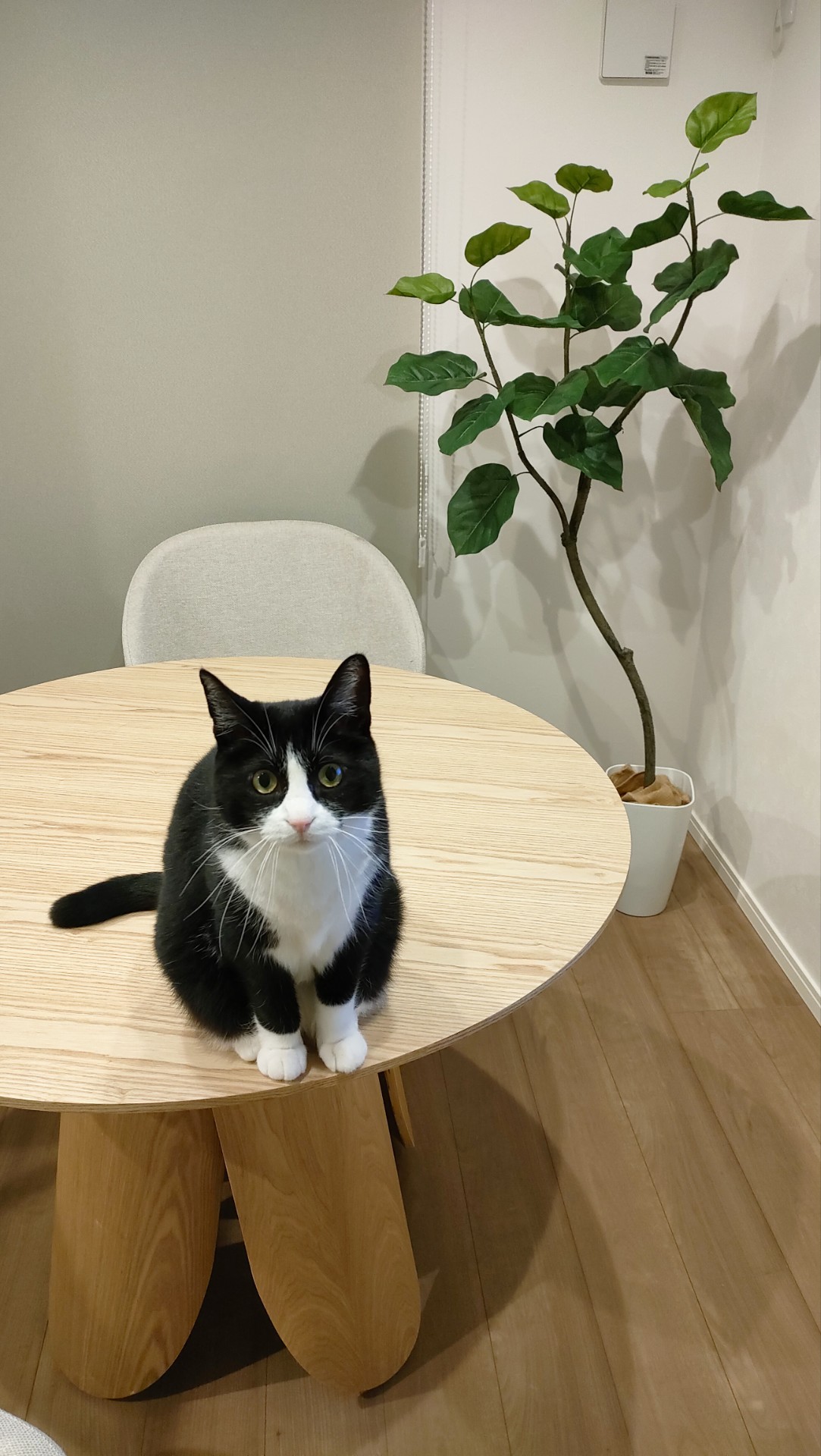 ナチュラル・北欧の部屋に置いたフィカス・ウンベラータ