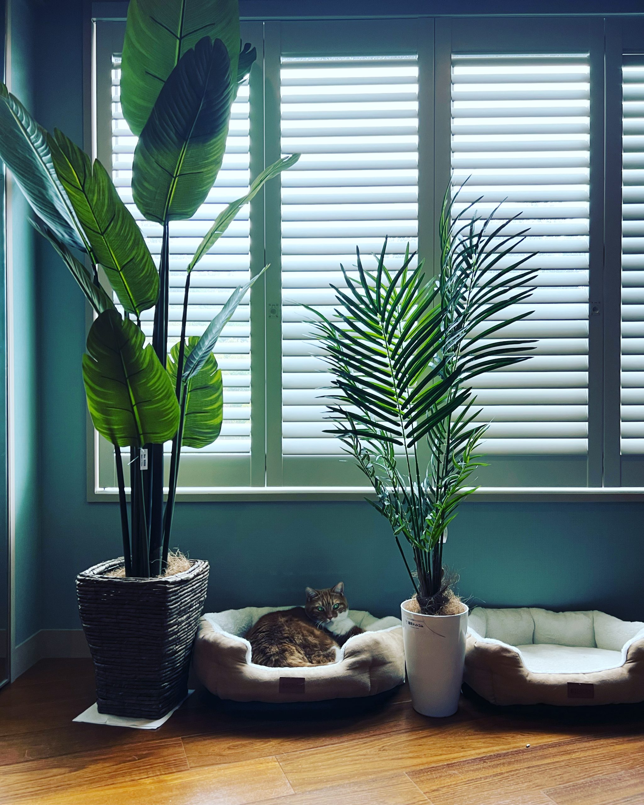 ホテルライクの部屋に置いたストレリチア