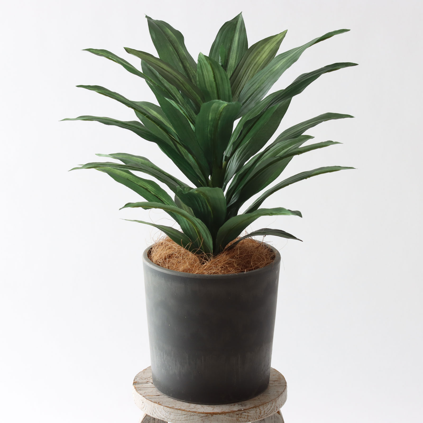 minigreenシリーズ｜ドラセナのご紹介🌿