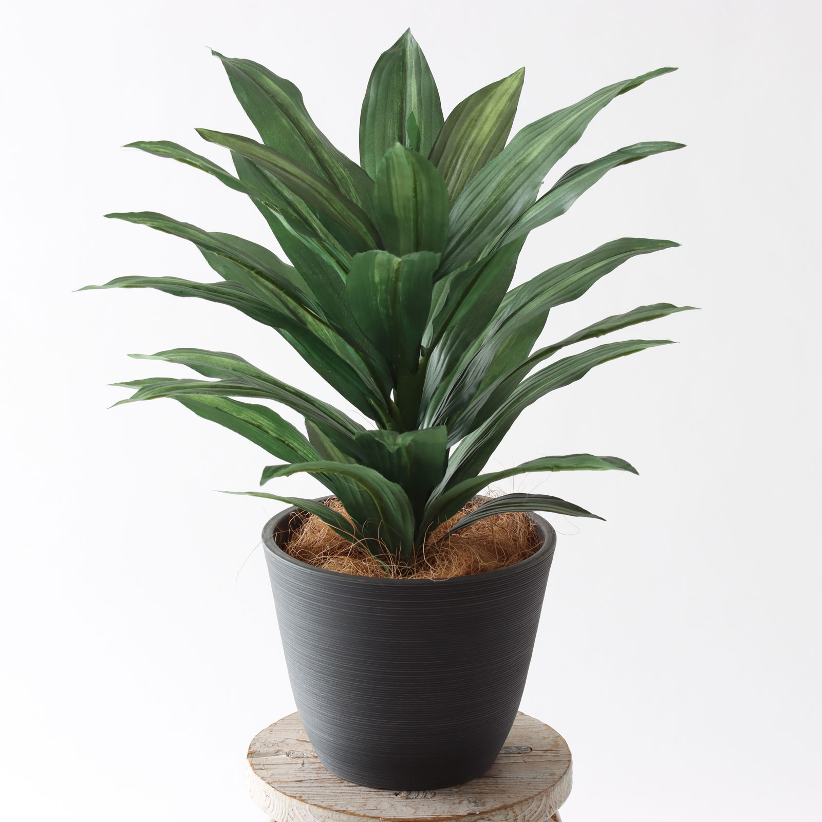 minigreen ドラセナ