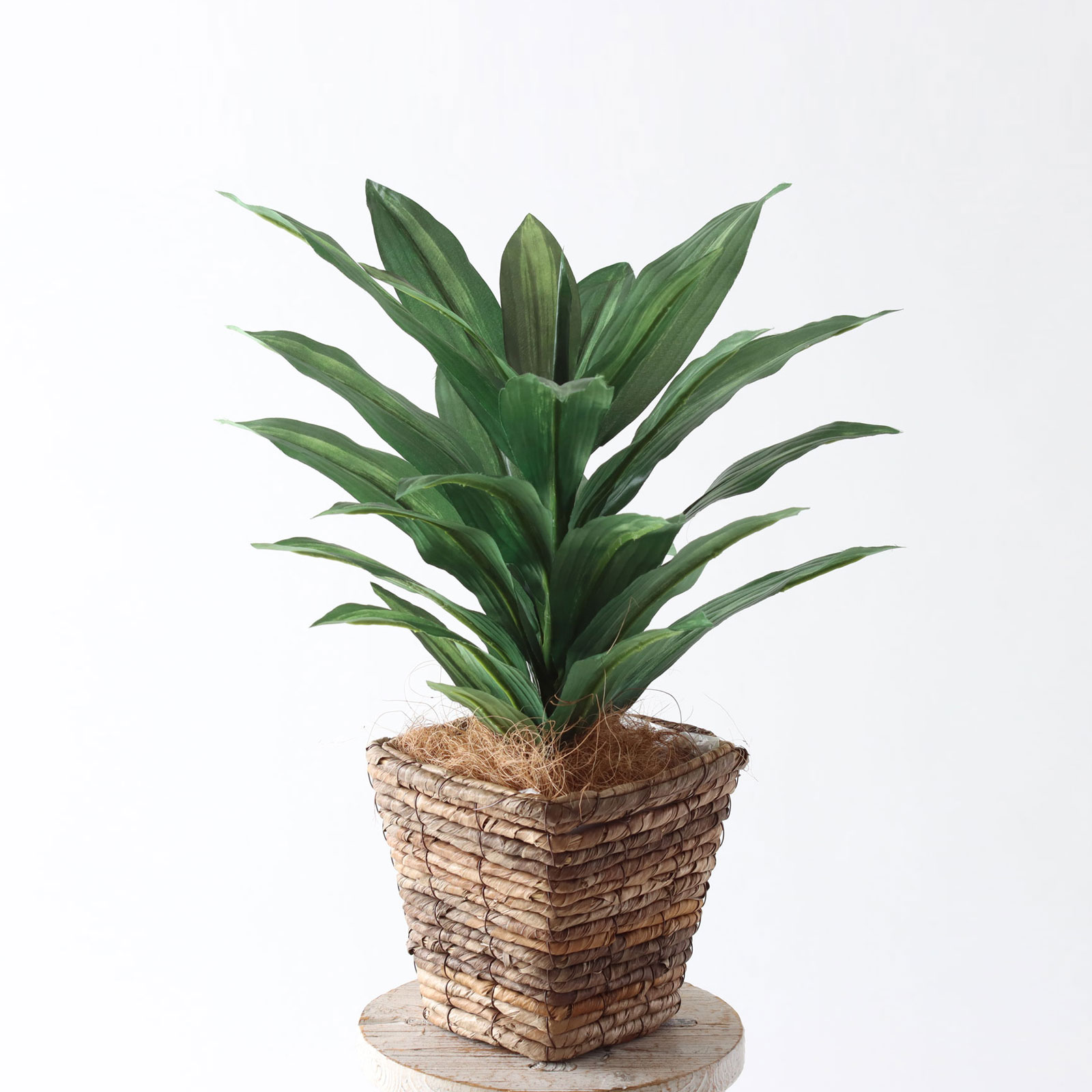 ドラセナ 鉢タイプ3