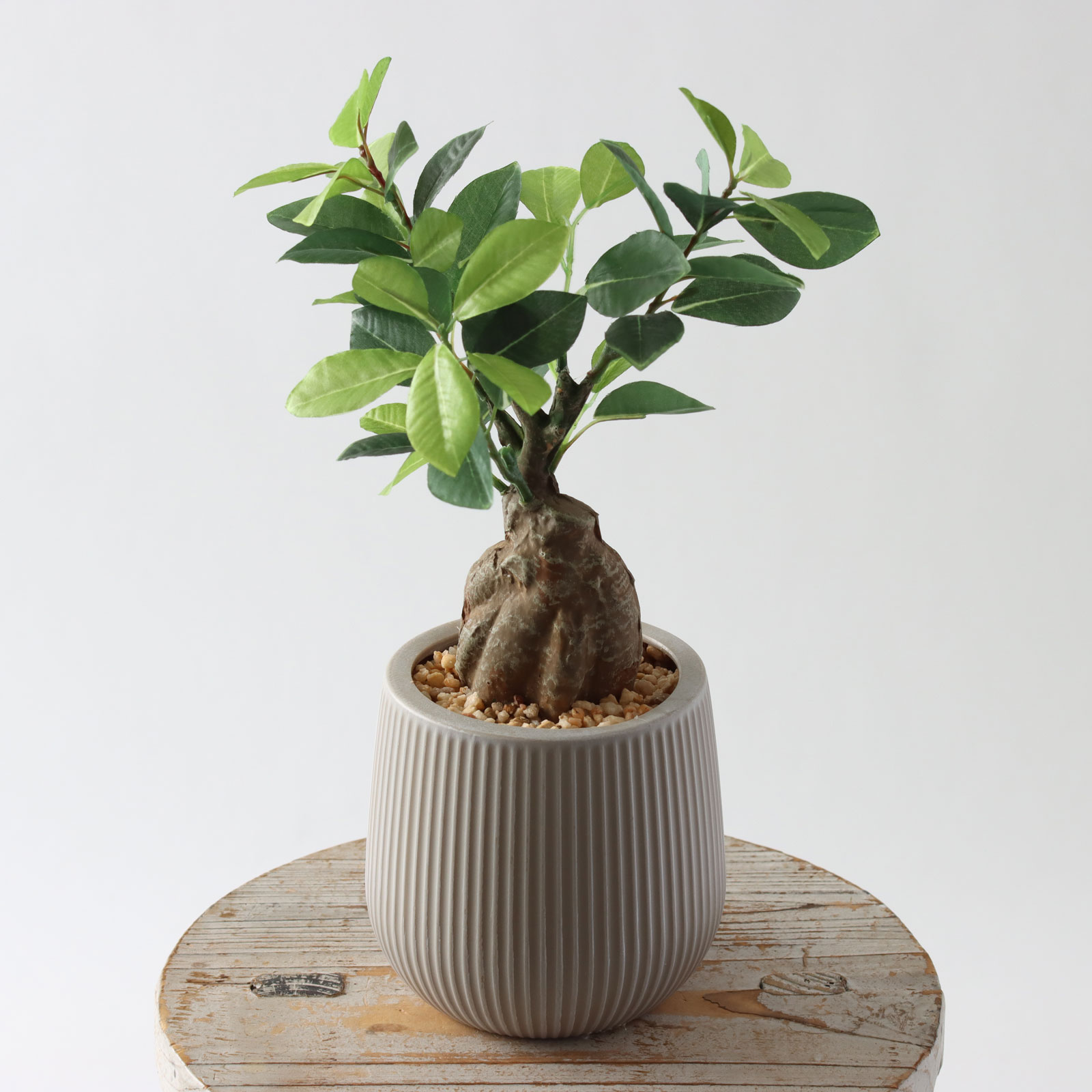 minigreen ガジュマル 8462