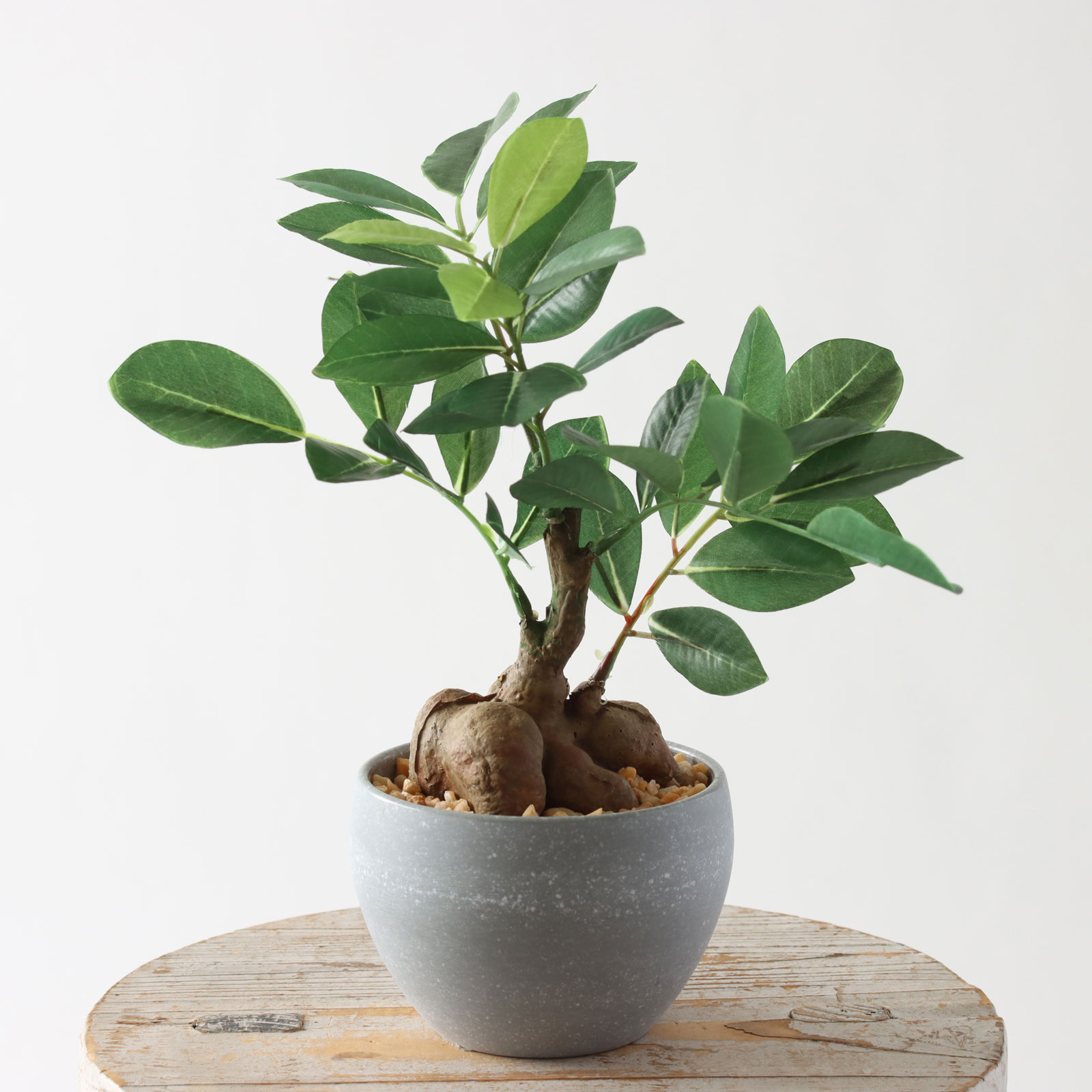 minigreen ガジュマル 8463