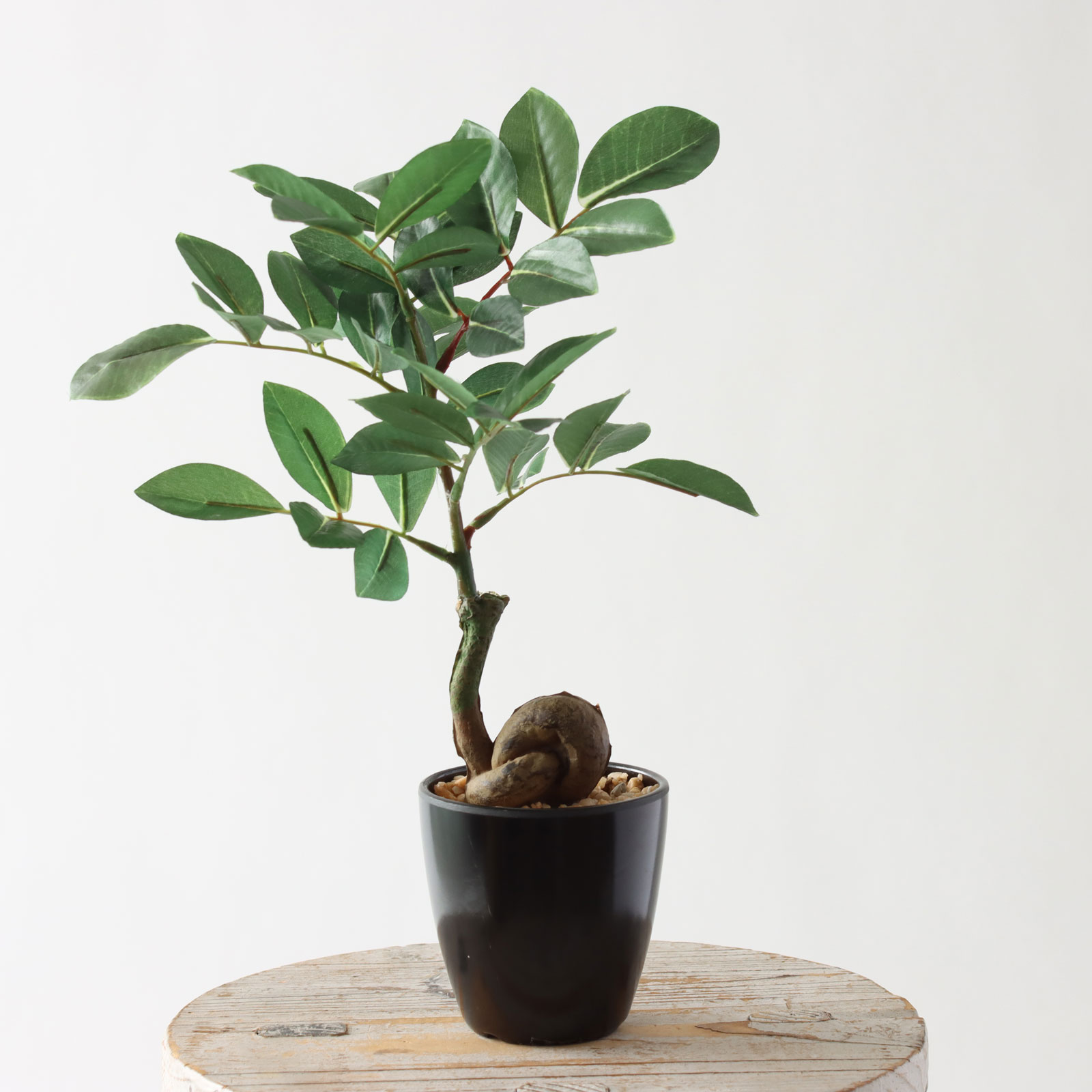 minigreen ガジュマル 8464