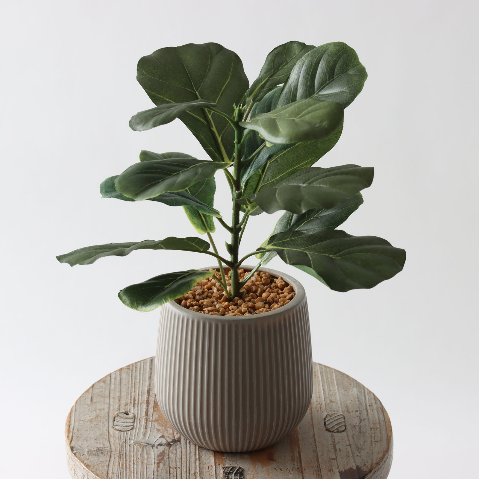 minigreen フィドルリーフ・フィグ カシワバゴムノキ 8438