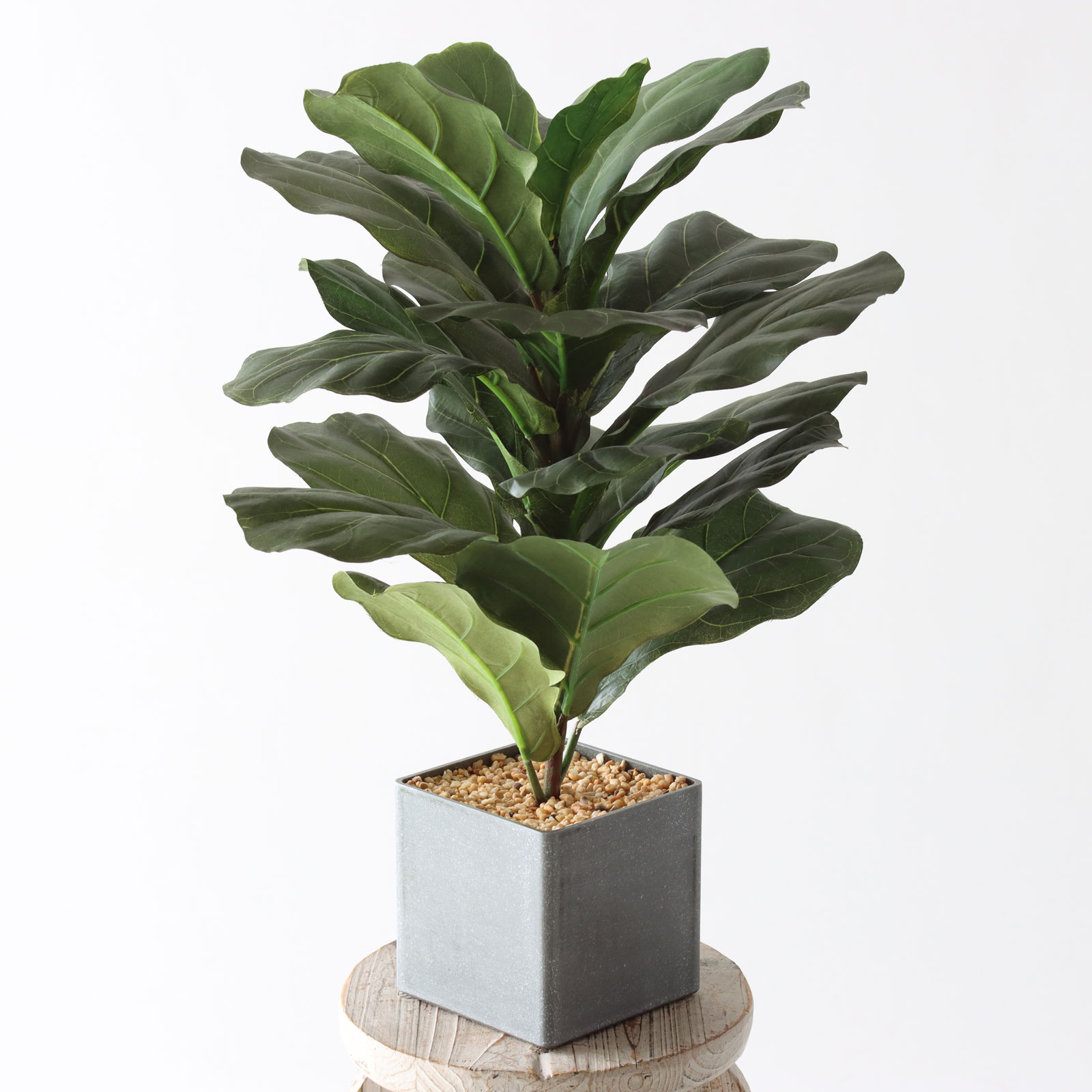 minigreen フィドルリーフ・フィグ カシワバゴムノキ 8465