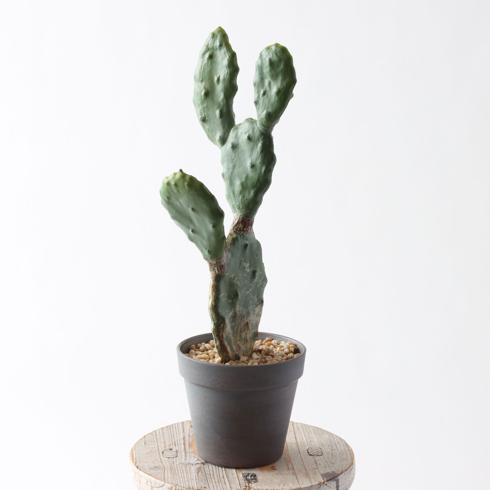 minigreen ウチワサボテン