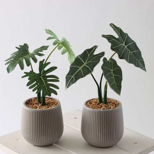 minigreenシリーズ｜セロームリーフ＆アロカシアのご紹介