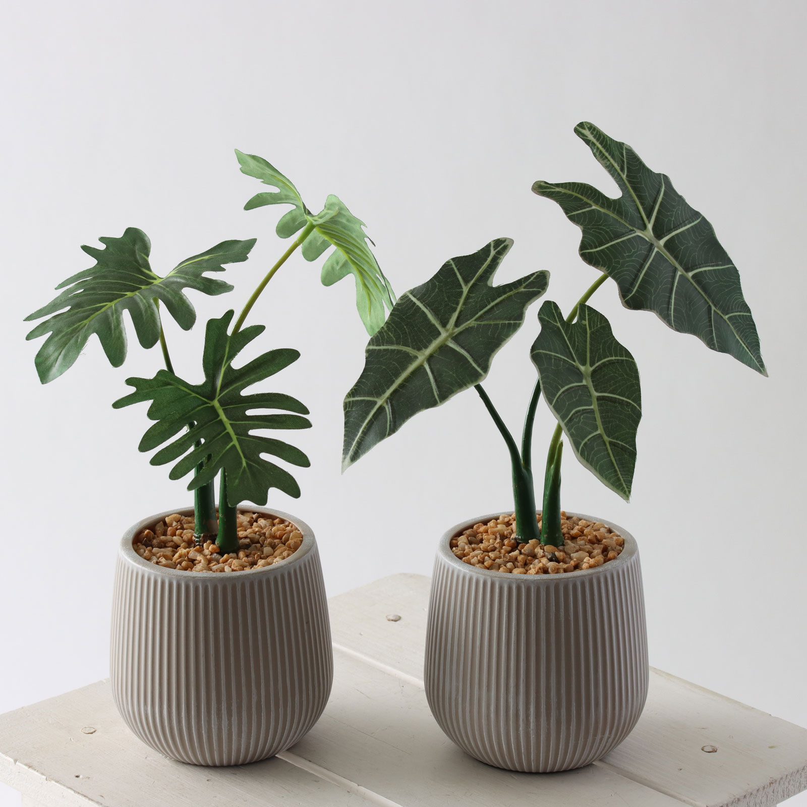 minigreenシリーズ|セロームリーフ&アロカシアのご紹介